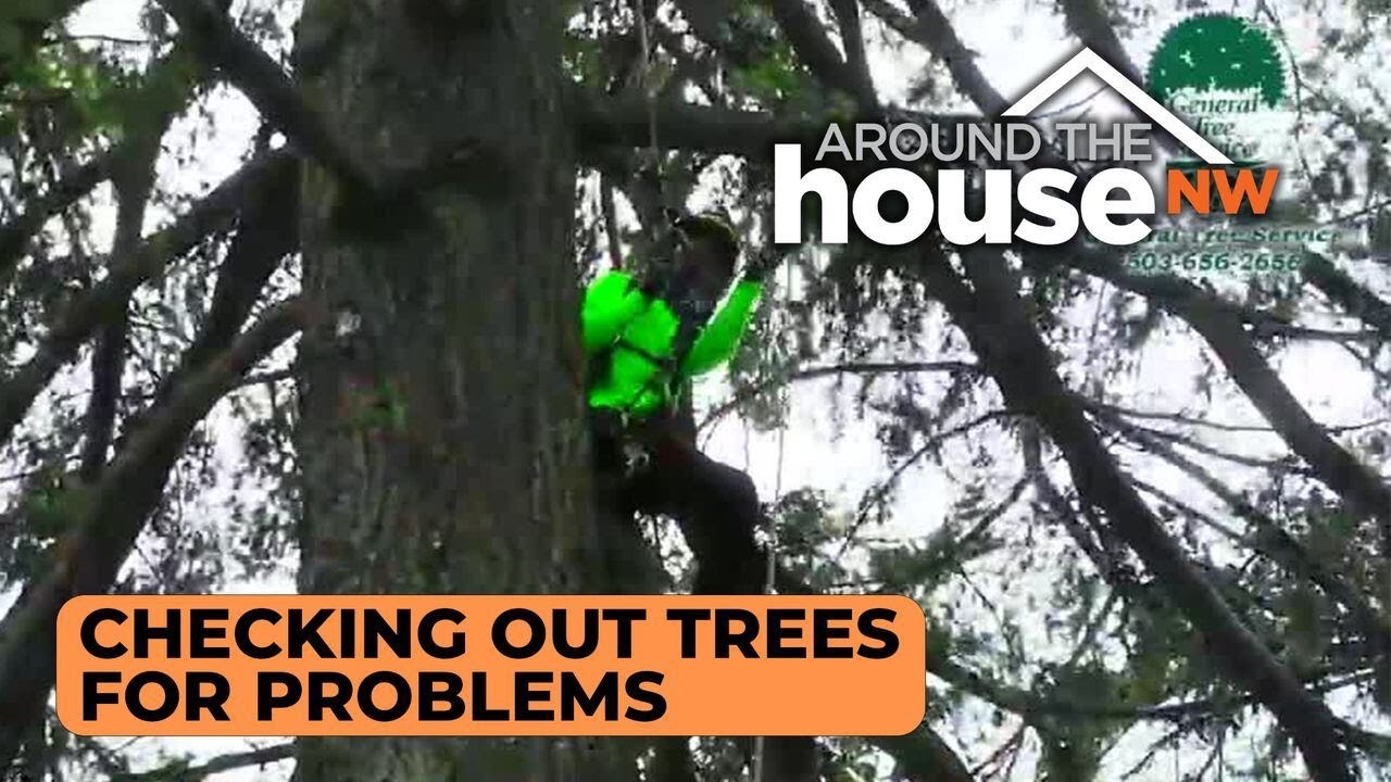 General Tree Service - YouTube
