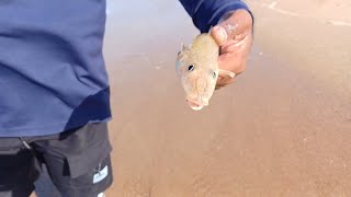 What fish is this???????
