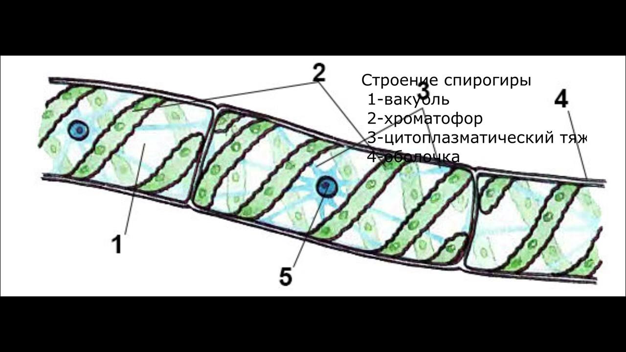 Спирогира с подписями рисунок