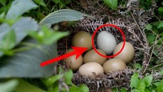 Awalnya dikira telur ayam biasa,!! tapi begitu ditetaskan yg keluar malah mengejutkan
