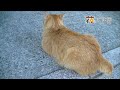 女のしぐれ 細川たかし 歌酒場20-16