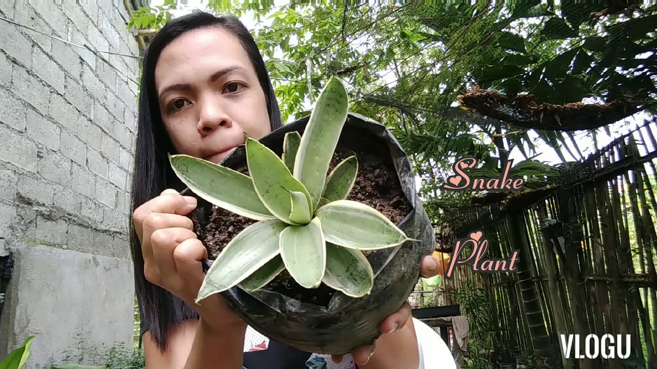 Lucky Plants for 2021 YouTube