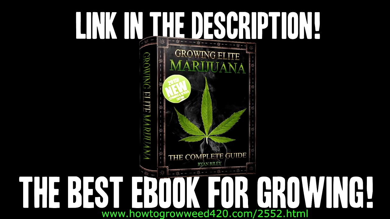 HERMIE CANNABIS PLANTS! HOW TO GROW