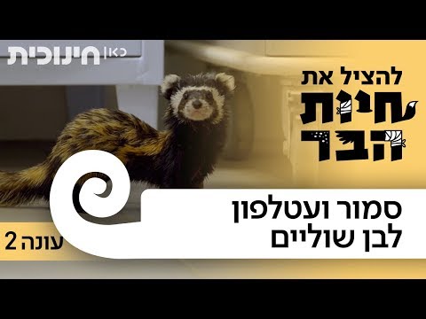 וִידֵאוֹ: איך לתפוס סמור