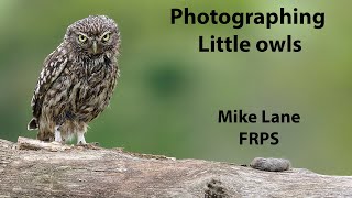 Photographing Little owls (Brine Pits Farm 2021)
