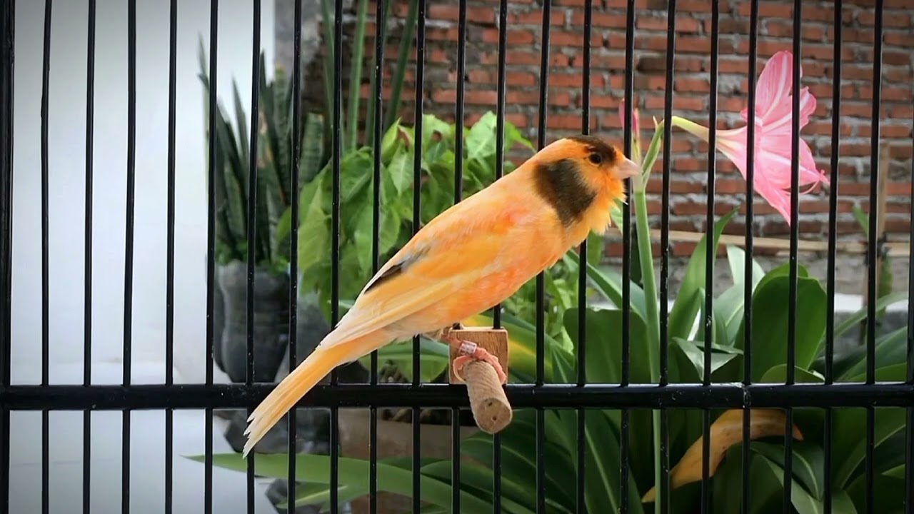 Belgian Canary Calls All The Canaries to Sing‼️ The Best Canary Training