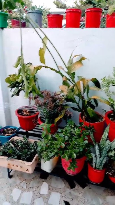 Dopahar Ke Samay Paudhon Mein Pani Na De terrace bonsai tree plants dopahar-ke-samay-paudhon-mein-pani-na-de-terrace-bonsai-tree-plants