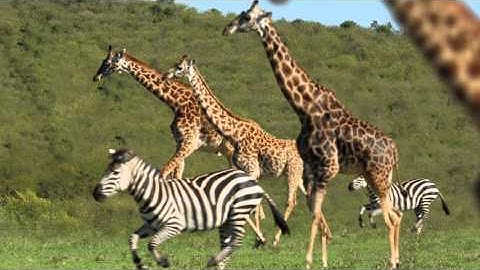 Nat Geo Wild - 2.5D Great Migrations Promo - After Effects