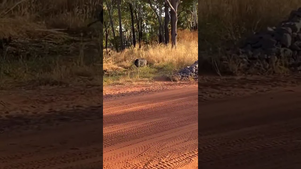 BIG pig walking the streets 