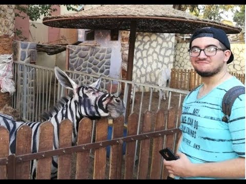 Vidéo: Ce Zoo Du Caire Est Accusé D'avoir Peint Un âne Avec Des Zébrures