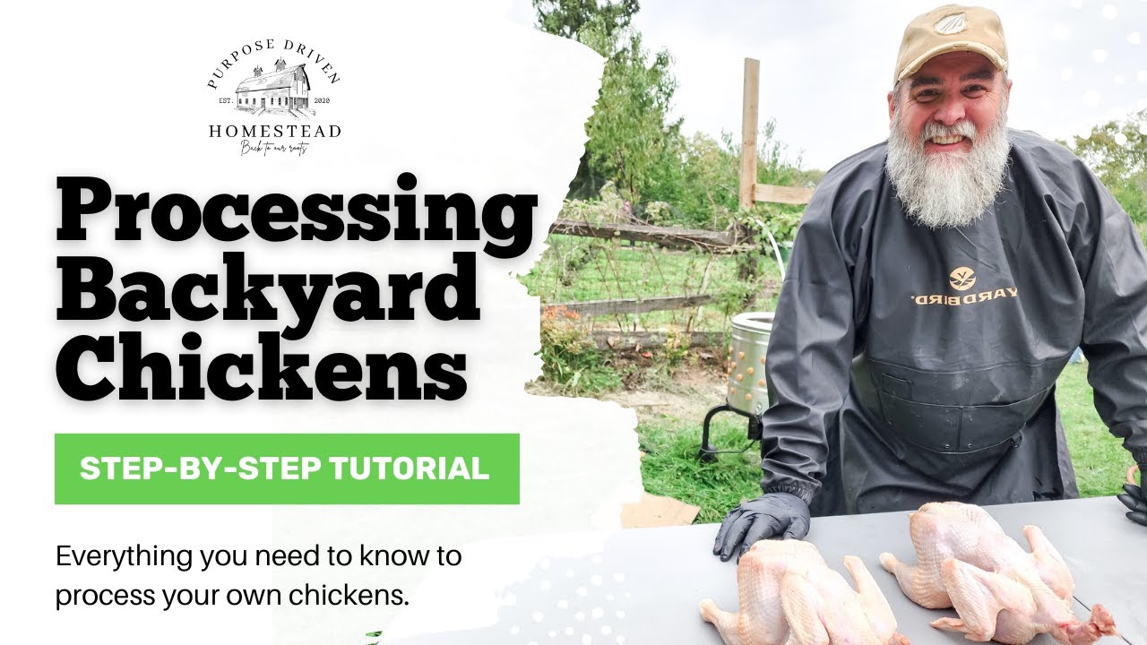 Processing BACKYARD chickens The JOEL SALATIN way! YouTube
