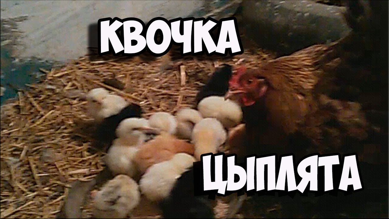 ?????? Курица и маленькие цыплята Карликовая курочка //Лучшие наседки для ...