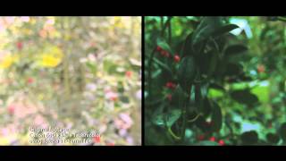 Canon 60D video test with Magic lantern & Cine style + Tokina 12-24mm