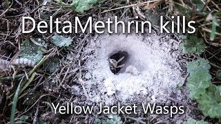 How to get rid of, kill in-ground yellow jacket wasps for good using Delta Dust ANGRY WASPS