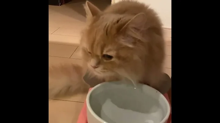 Video 3340131: kitten collection cats, fun pet cats entertainment, cats pets animals fun, cat pet animals beautiful, pet cats entertainment amazing, cute beautiful cats pets, cat adorable animals pet