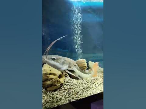 Аквариумный сом. #сом #аквариум #aquarium #aquaplus - YouTube