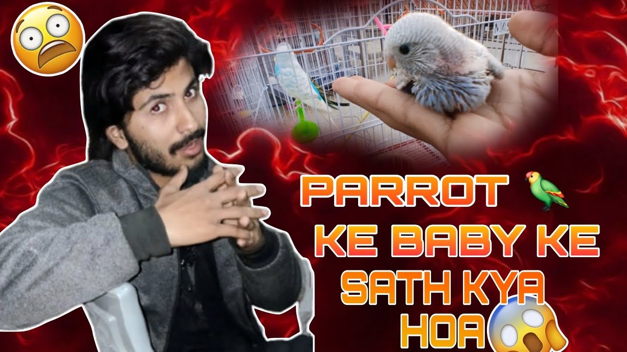Parrot ke baby ke sath mzak msti or Dosto ke sath shugal#viral#foryou#youtube#wajiiikambohvlogger1 