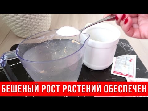 Эта БЕСПЛАТНАЯ ПОДКОРМКА обеспечит БЕШЕНЫЙ РОСТ комнатных цветов