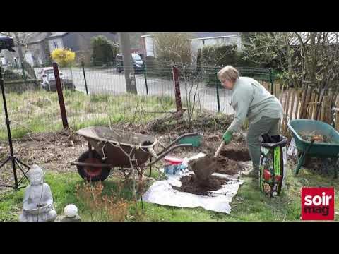 Je plante un KAKI FUYÛ en conteneur ha euh non, en racines nues 