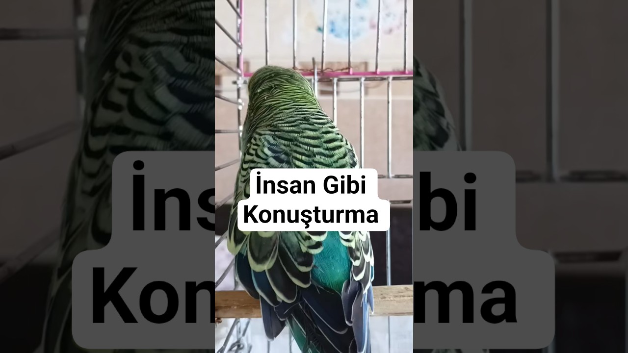 Muhabbet kuşu Konuşturma #konuşankuş #muhabbetkuşu #birds #parrot #talkingparot #birds #vogel
