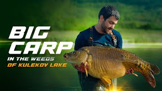 ГОЛЕМИ ТУПАЛКИ в тревите на Кулеков лейк /// BIG CARP in the weeds of Kulekov Lake