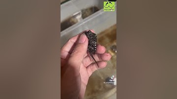 Tổng hợp các bé rùa baby phổ biến tại Ú Ù PETSHOP