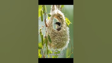 Top 5 Extremely Impressive Bird Nests part 1 #shorts #nest #viralvideo #shortsfeed