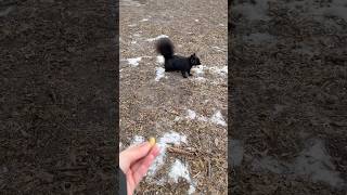 Feeding A Squirrel 🐿️ 🥜 | Lauren In Real Life #Shorts