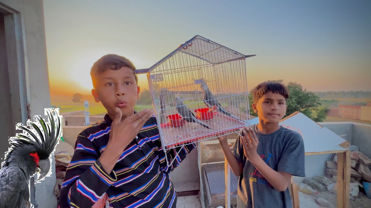 Черный попугай Аа гайе 🦜