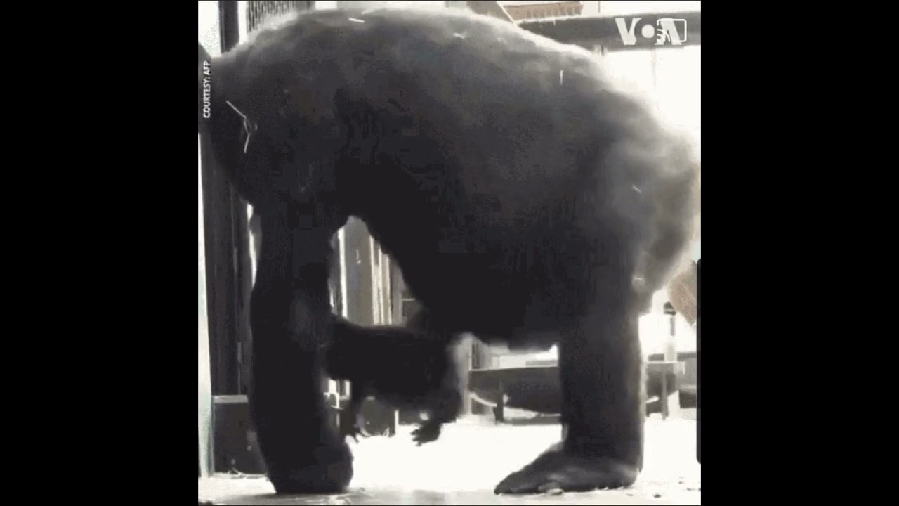 Gorilla wipes its butt with a baby gorilla 
