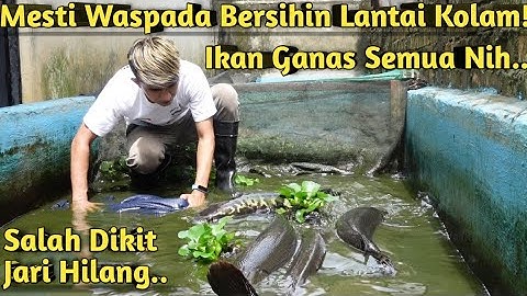 IKAN MONSTER BANYAK YANG NGAWASIN! KURAS KOLAM IKAN PREDATOR MONSTER SAMPE DUA HARI