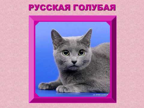 Породы кошек с фотографиями окружающий мир