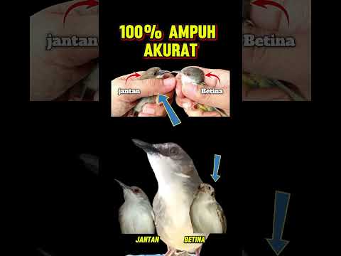 Ciri-ciri Burung Ciblek