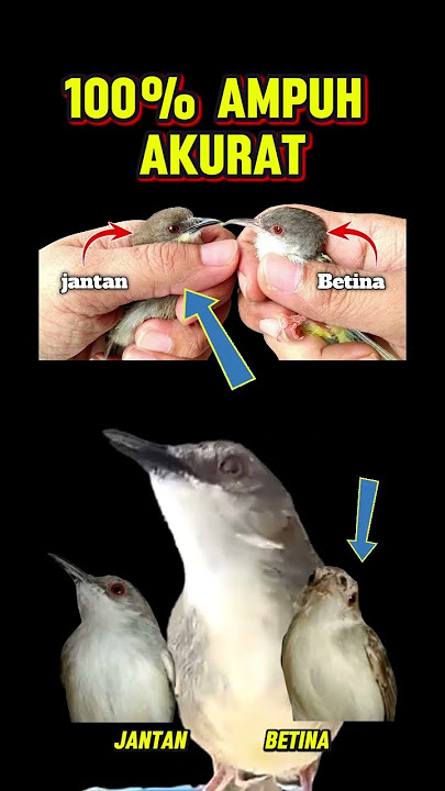 Ciri-ciri Burung Ciblek Jantan dan Betina #ciblek