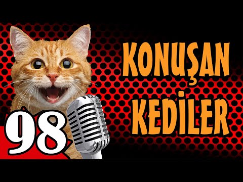 Konuşan Kediler 98 En Komik Kedi Videoları