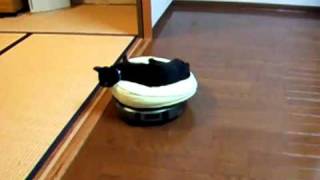 kittens on roomba