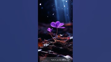 القرآن الكريم نور القلوب احترام القرآن الكريم دقيقه واحده #اكسبلور #home #لايك