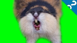 5 False Science Facts What The Stuff?