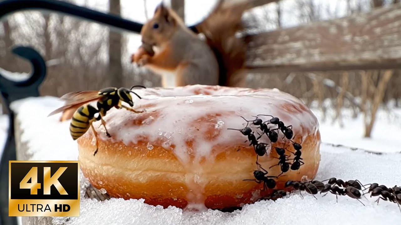 Cat Game: Catch Ants & Wasp on Donut - 4K Ultra HD