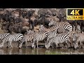 Faune africaine 4k  grande migration du serengeti au maasai mara kenya  partie 2