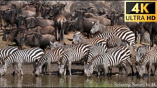 4K African Wildlife - Great Migration from the Serengeti to the Maasai Mara, Kenya - part 2 screenshot 2