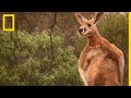 La violence des combats de kangourous