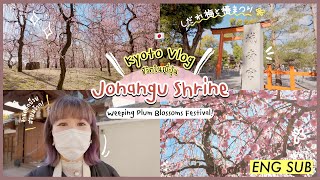 เที่ยว [Kyoto] 🇯🇵 - Weeping Plum Blossoms Fest - Jonangu Shrine สวยสะพรึง! ต้นมีนาต้องแวะ! 🌸 [ENG]