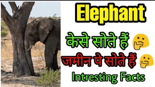 How To Elephant  Sleep ? | Elephant केसे Sleep  लेटे है ? | Elephant Amazing facts #shorts