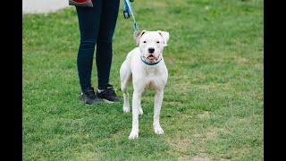 Deaf dog Gin's adoption story | BC SPCA