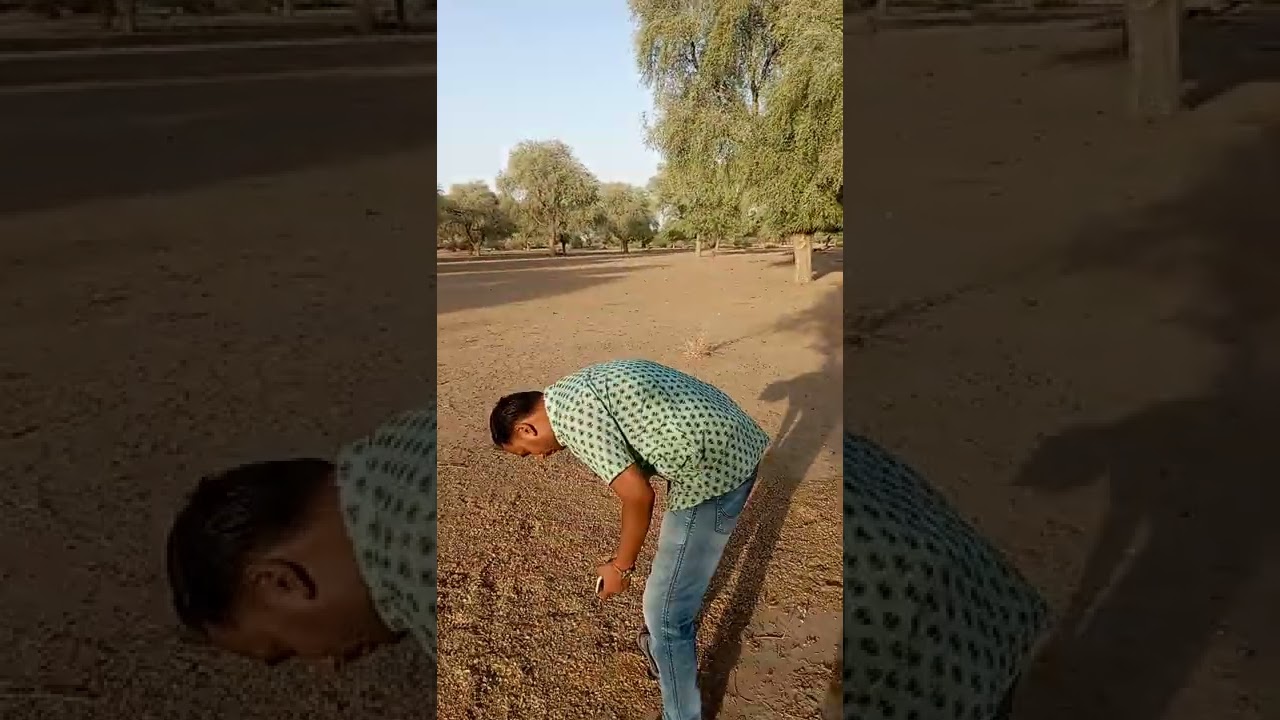 Anogeissus sericea var. nummularia, Indroka, Indradhonk, Roundleaf Axlewood, kharia soddha, Sojat.