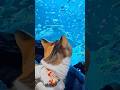 愛猫 うみ と水族館デート。 #猫 #cat #水族館