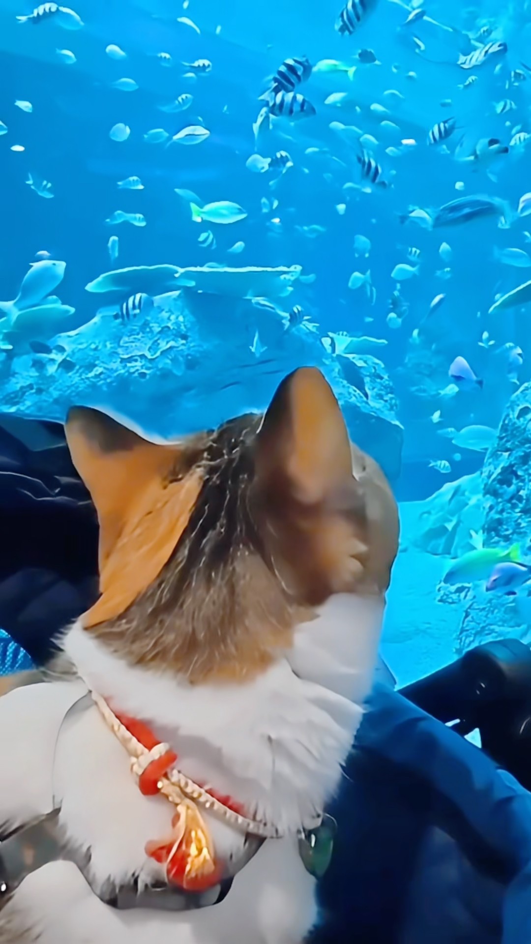 ぐでねこ『3月☆ミニ水族館』 A date at the aquarium with my beloved cat, Umi. #cat #aquarium