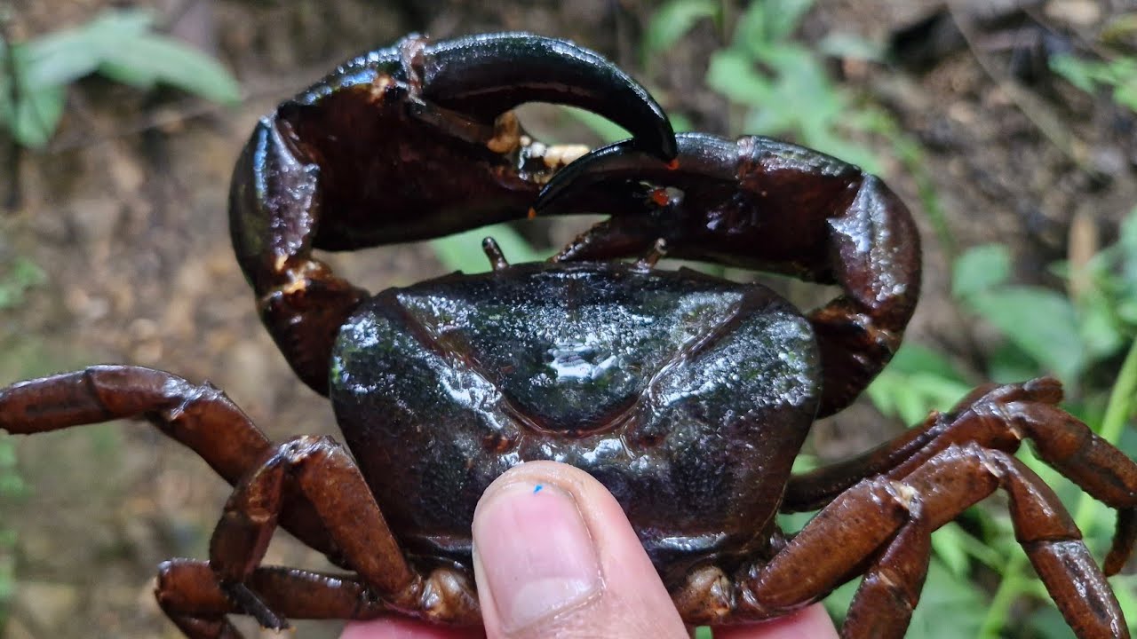 Aiawt en, zanin live ah chakai a hauh theih dawn e