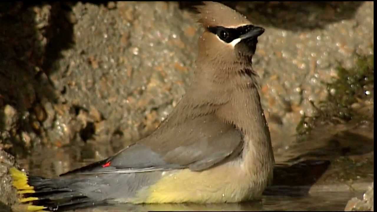 Cedar Waxwing